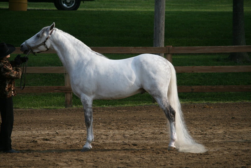White Horse in Arena — Calm, Afternoon