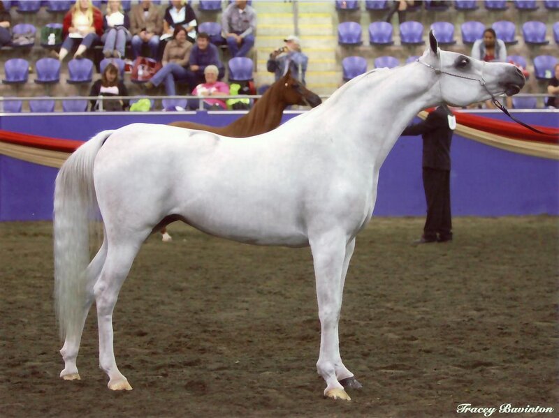 White Horse in Arena — Calm