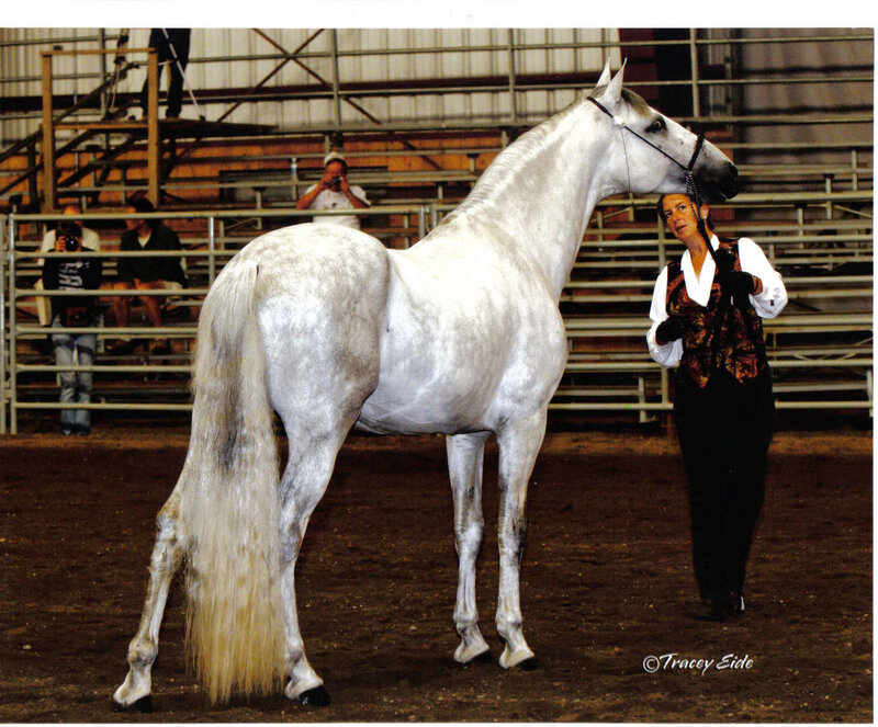 White Horse in Arena