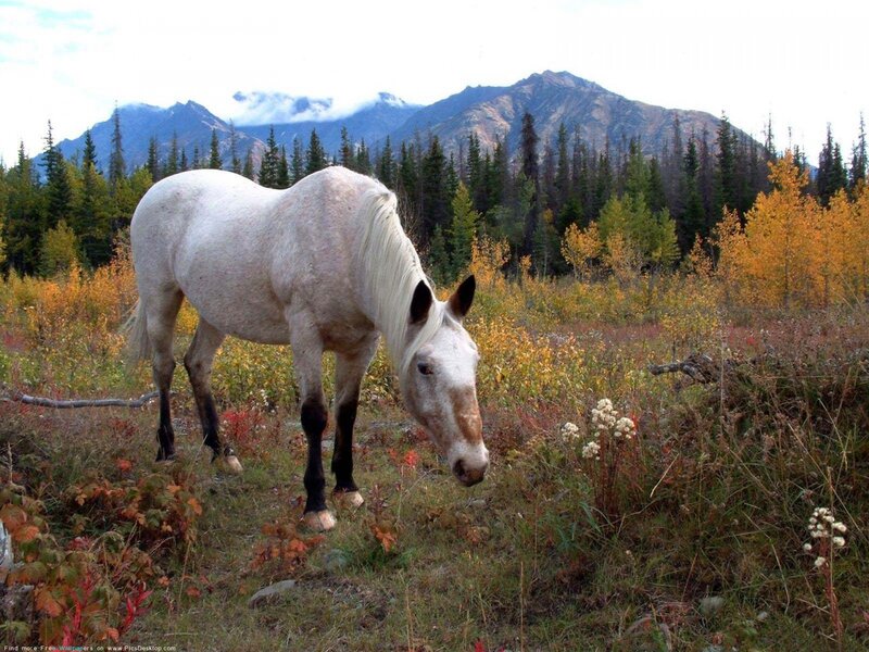 white horse in autumn field