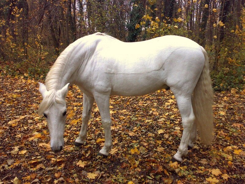 White horse in autumn forest