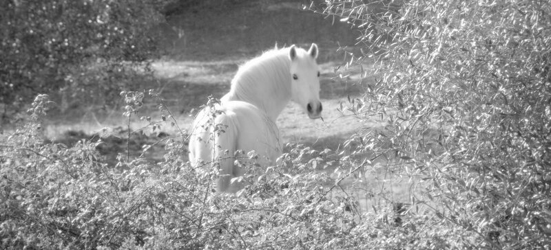White Horse in Bushes