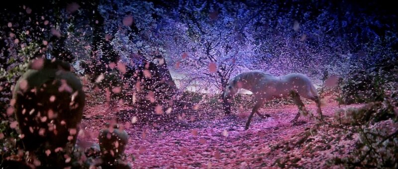 white horse in cherry blossom forest