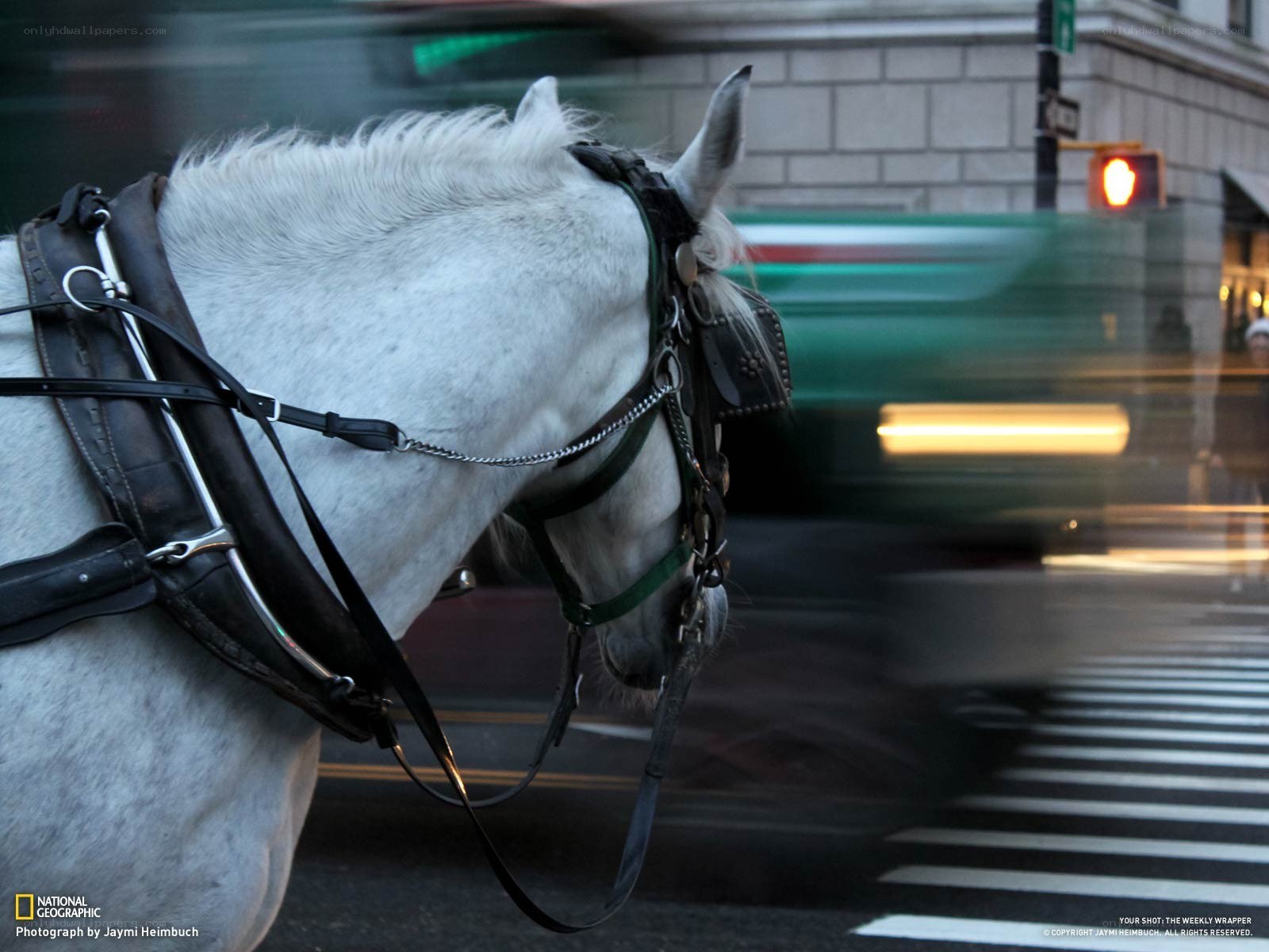 White horse in city traffic
