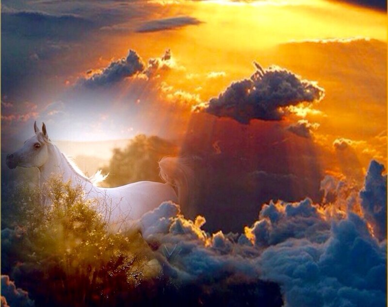 White Horse in Clouds — Orange