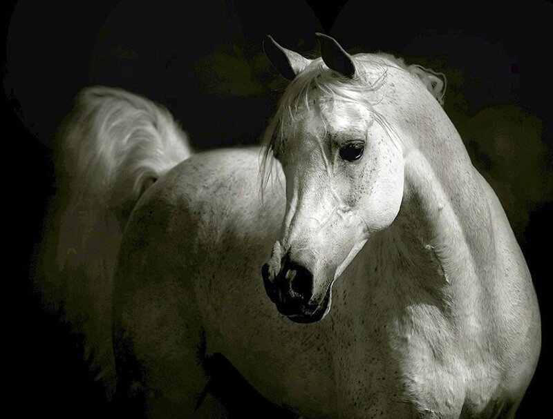 White Horse in Dark — Black