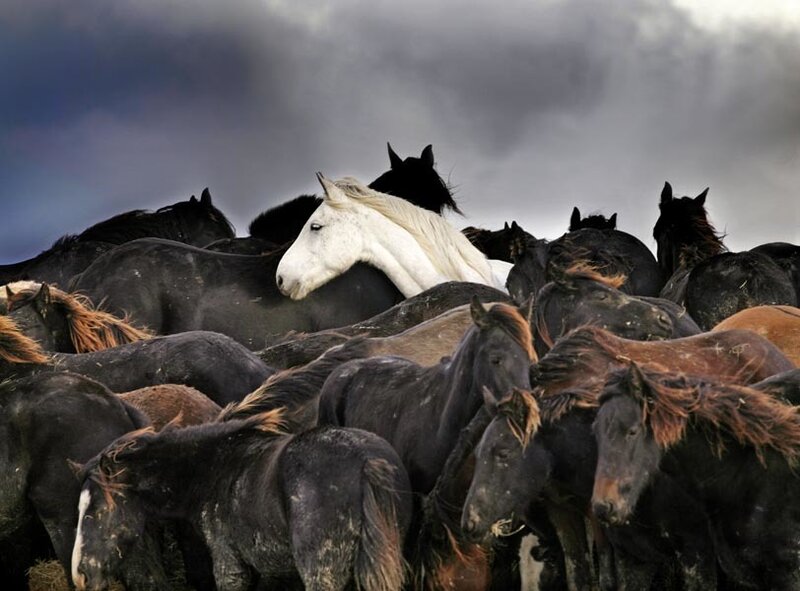 White Horse in Dark Herd