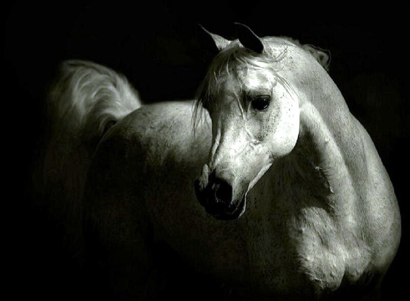 White horse in dark setting