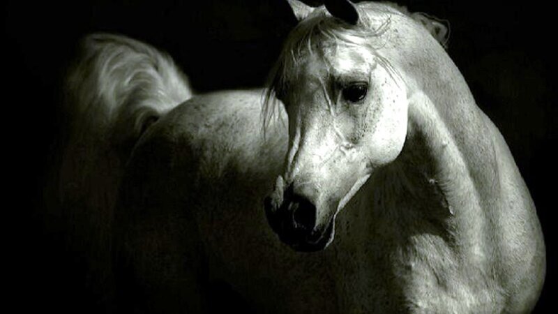 White Horse in Dark