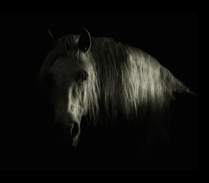 White Horse in Darkness