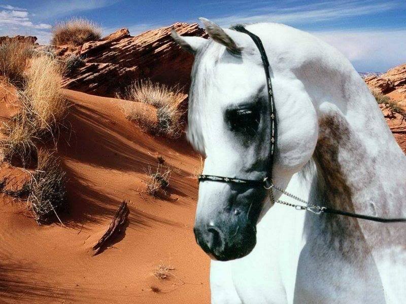 White Horse in Desert — Arid