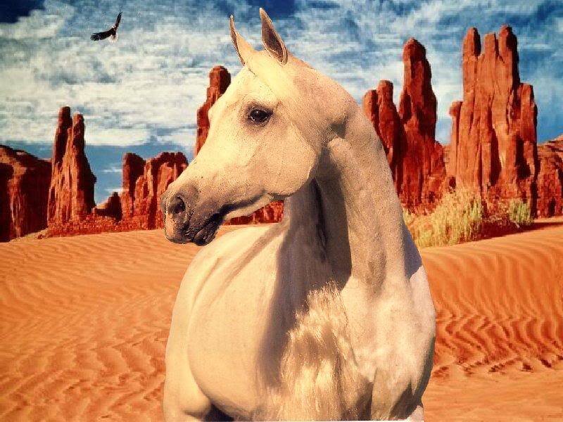White Horse in Desert — Dramatic
