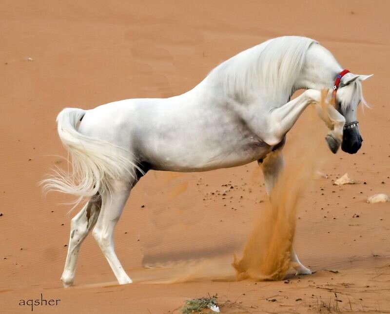 White Horse in Desert — Dynamic