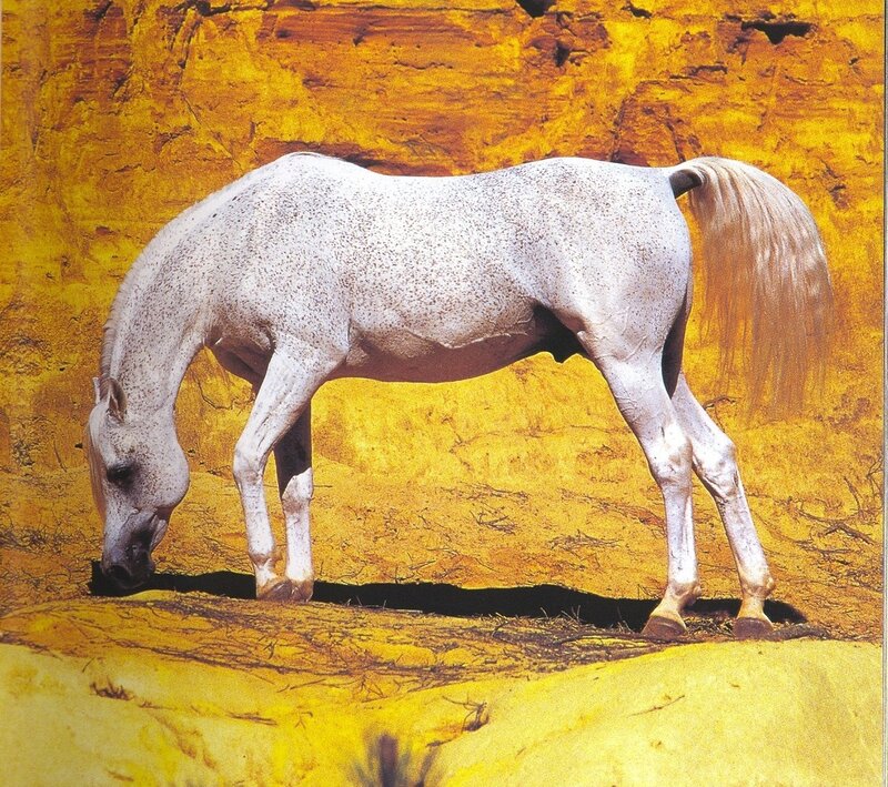 White horse in desert landscape