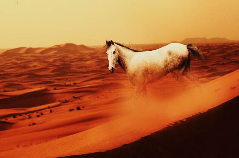 White Horse in Desert — Orange