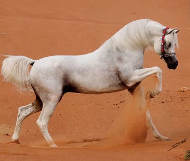 white horse in desert