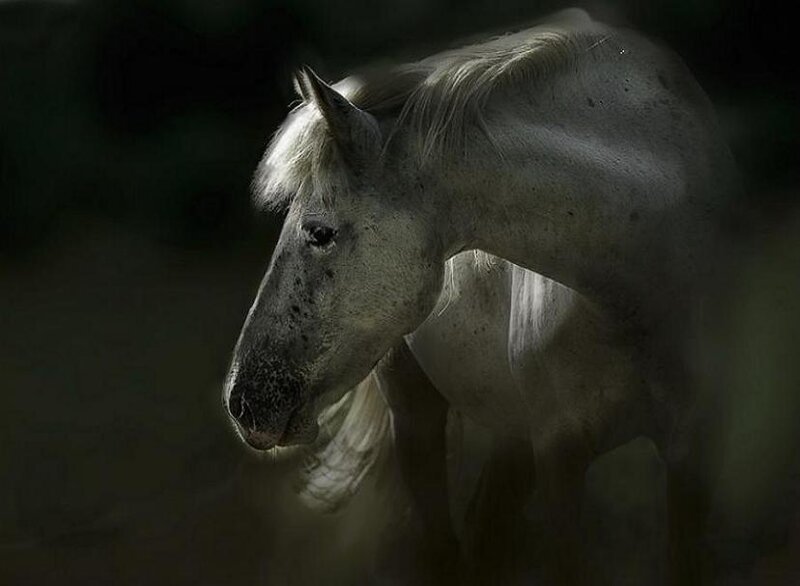 white horse in dim light