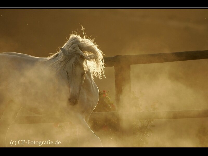 White Horse in Dust