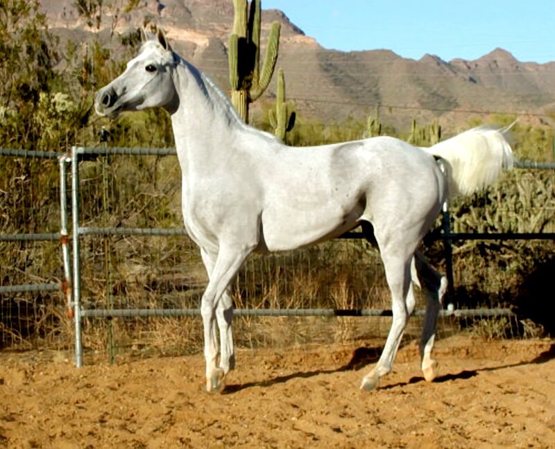 White Horse in Enclosure — Calm, Afternoon