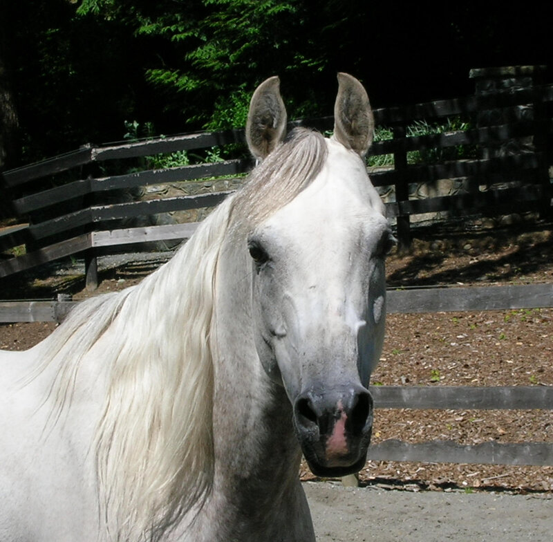 White Horse in Enclosure — Calm