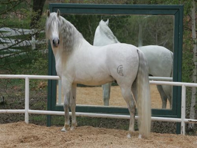 White Horse in Enclosure