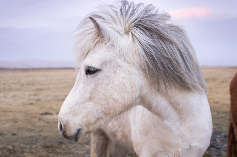 white horse in field