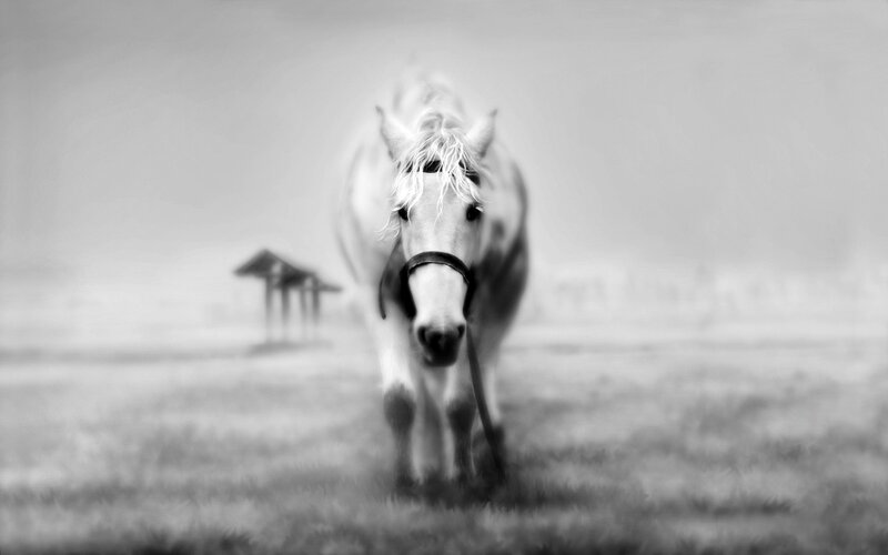 White Horse in Field — Black, Serene, Morning