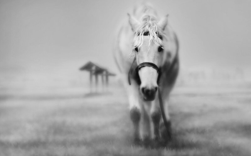 White Horse in Field — Black, Serene, Photograph, Shelter