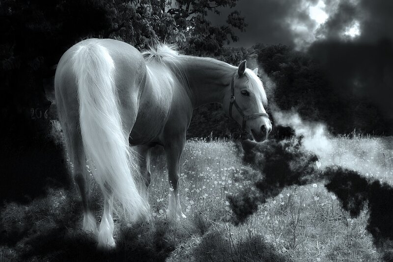 White Horse in Field — Black