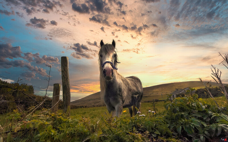White Horse in Field — Blue, Dramatic