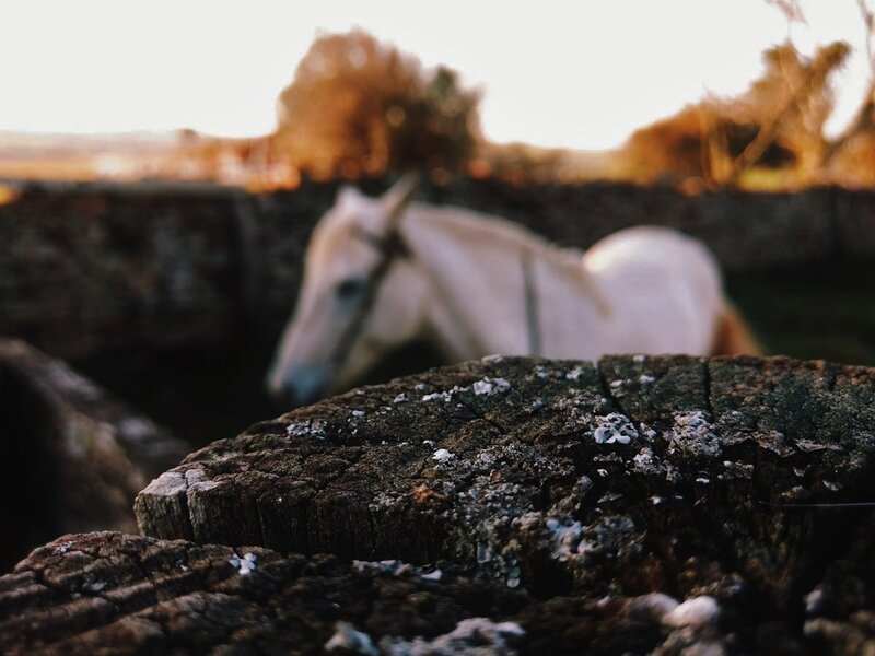 White Horse in Field — Brown