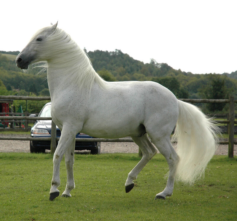 White Horse in Field — Calm, Afternoon, Photograph, Car