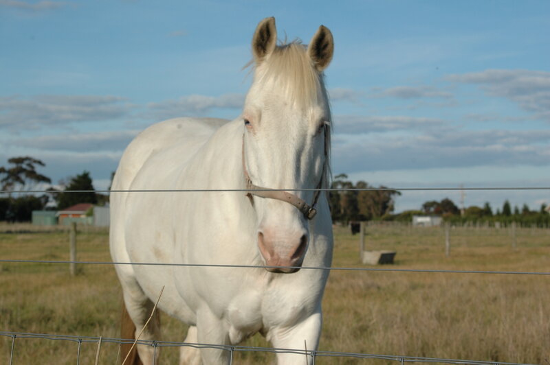 White Horse in Field — Calm, Afternoon, Photograph, Fence, Sky