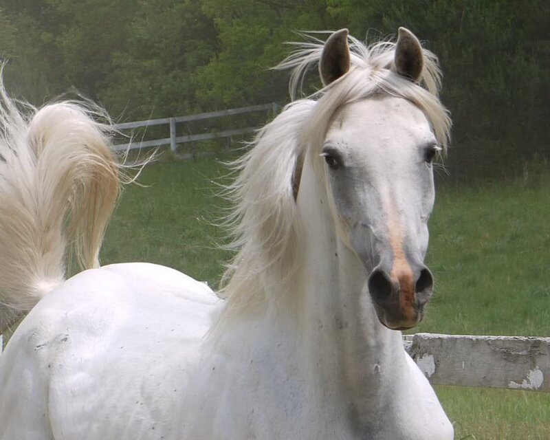 White Horse in Field — Calm, Afternoon, Photograph, Grass