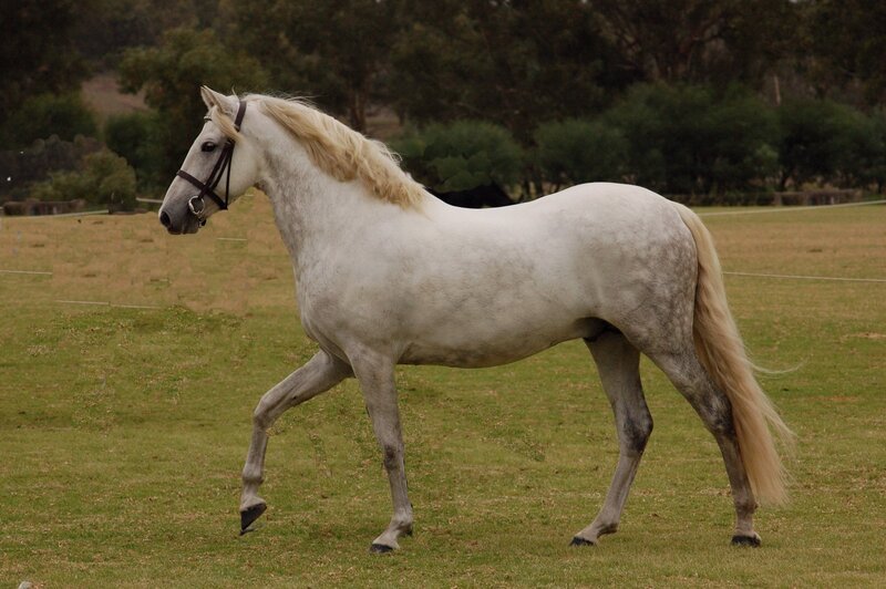 White Horse in Field — Calm, Afternoon, Photograph, Trees