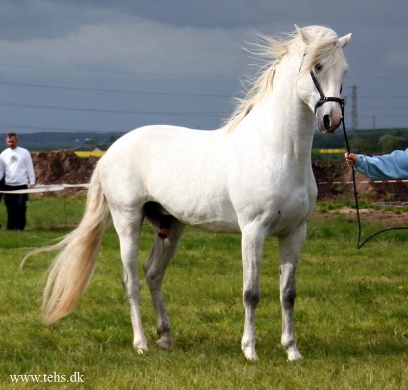 White Horse in Field — Calm, Afternoon