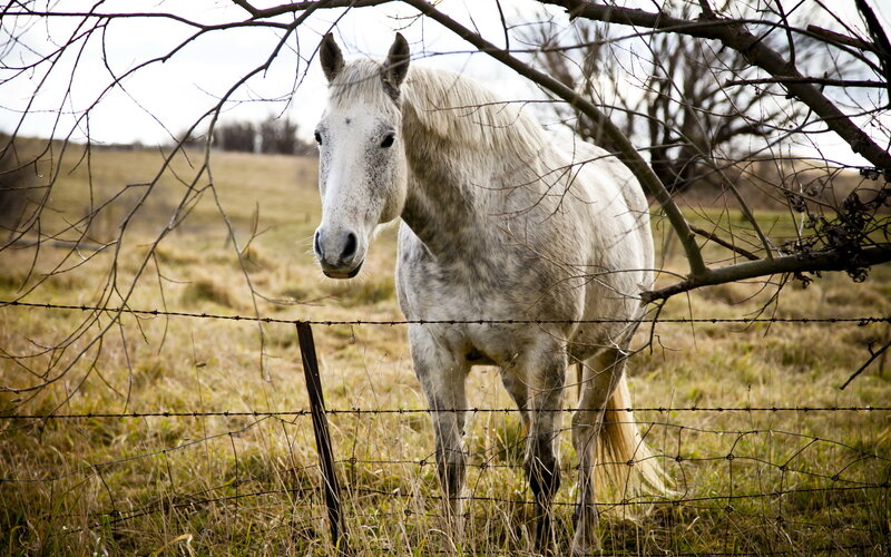 White Horse in Field — Calm, Autumn