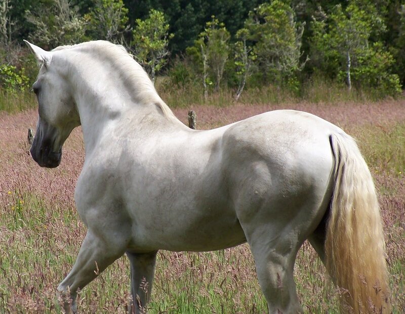 White Horse in Field — Calm