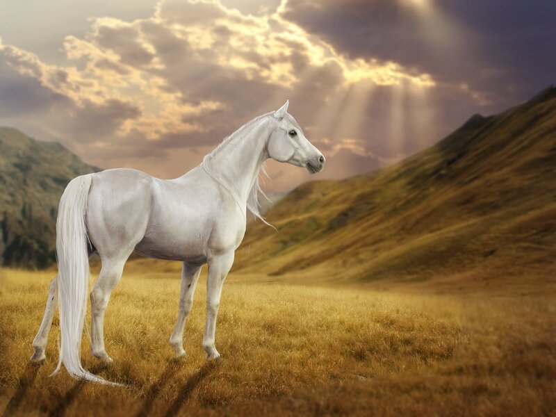 White Horse in Field — Dramatic, Sunset
