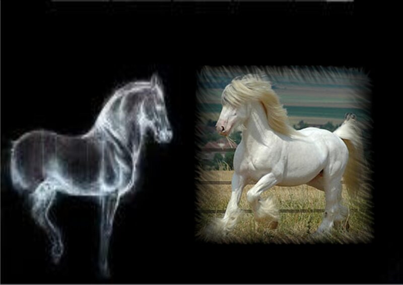 White Horse in Field — Dramatic