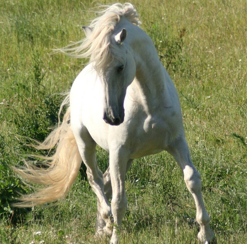 White Horse in Field — Dynamic