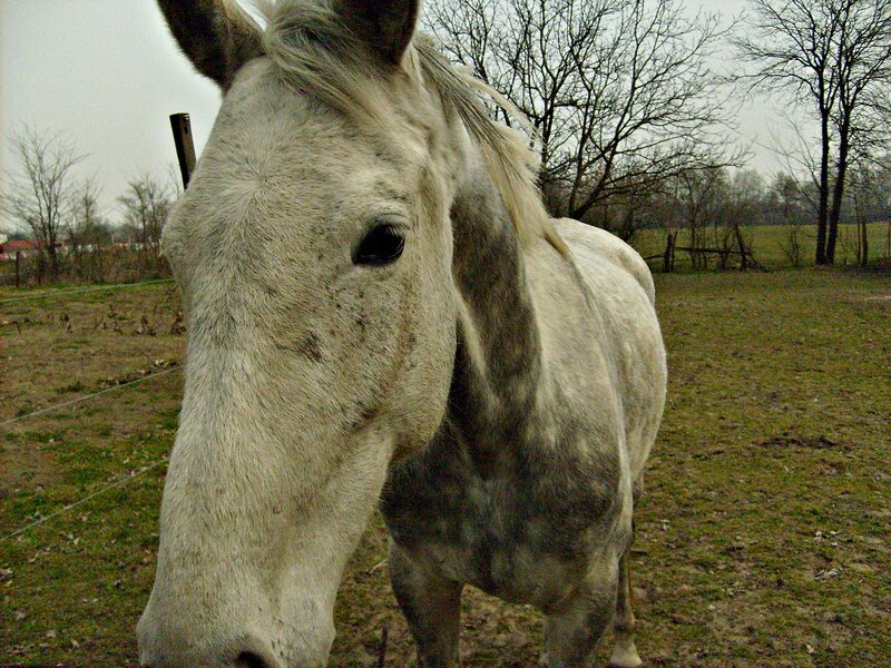 White Horse in Field — Gray, Calm