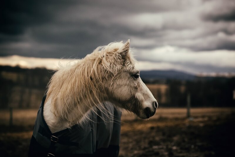White Horse in Field — Gray, Dramatic