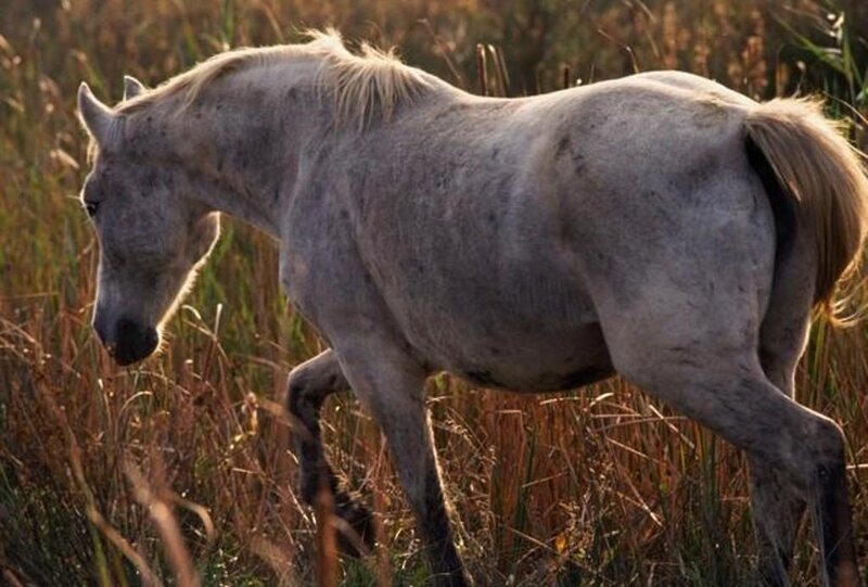 White Horse in Field — Gray, Serene