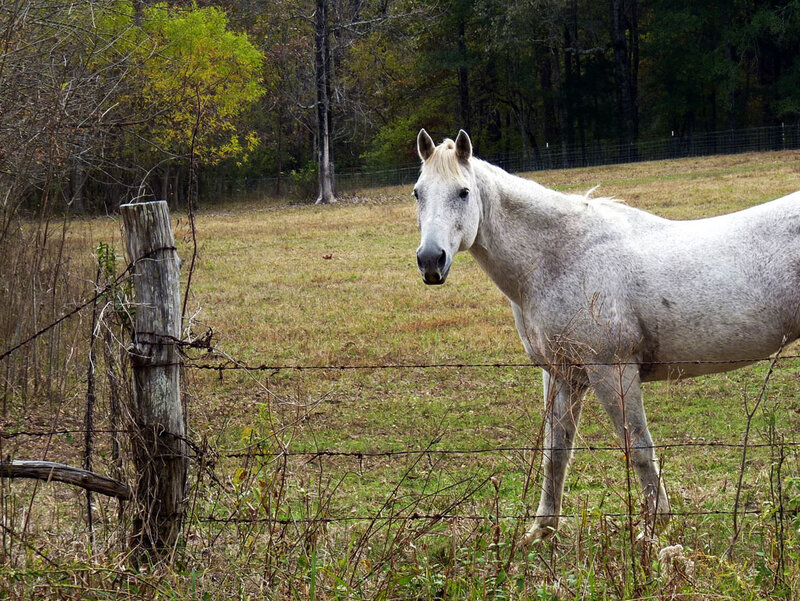 White Horse in Field — Gray