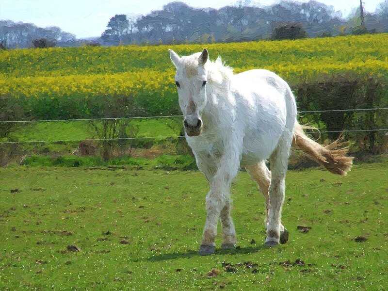 White Horse in Field — Green, Calm, Afternoon, Painting