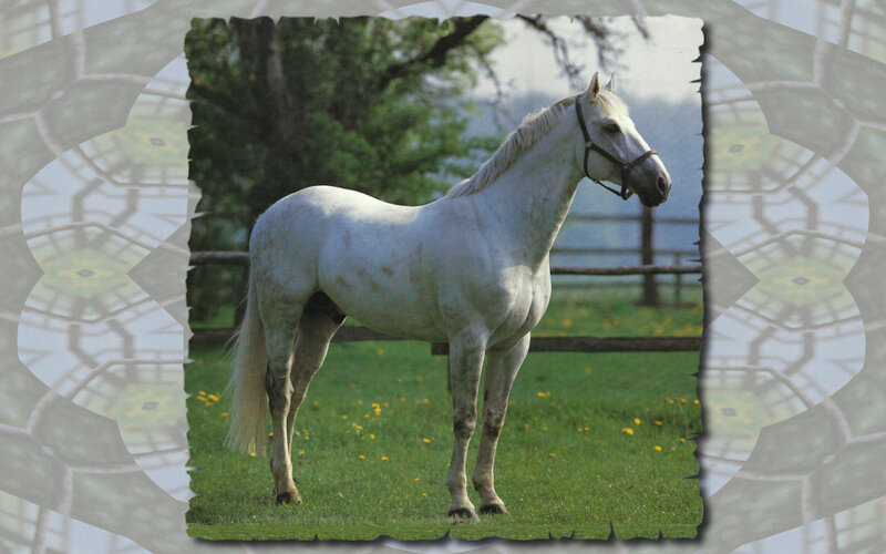 White Horse in Field — Green, Calm, Afternoon, Photograph