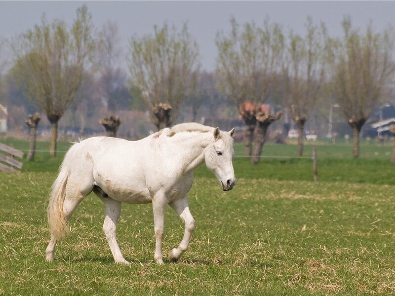 White Horse in Field — Green, Calm, Spring