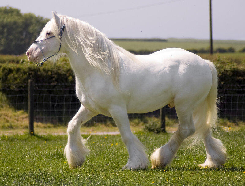 White Horse in Field — Green, Calm