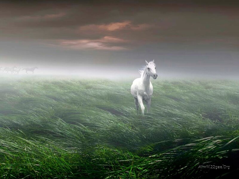 White Horse in Field — Green, Dramatic, Morning
